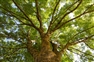 Greater efforts to protect Britain’s trees