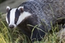 BMC helps with badger vaccination programme in Derbyshire