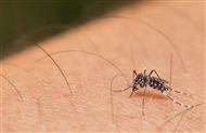 Zika virus update: advice for travellers