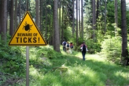 Ticks and Lyme disease: what to do about tick bites