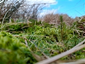 Sphagnum: reversing the fortunes of our northern moors