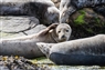 Pembroke: Seals 