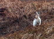 Peak District mountain hares at risk of extinction