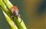 Walk skills: how to deal with ticks and midges