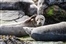 Pembroke: Seals 